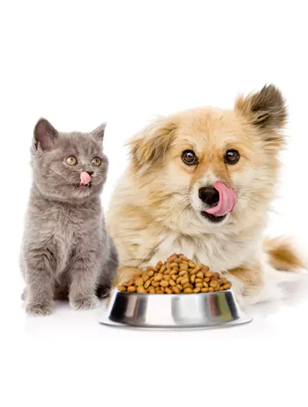 Pet Food