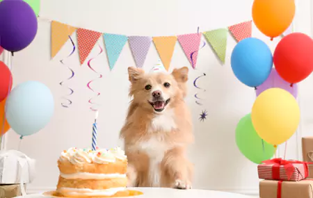 What do you need for a pet birthday party?