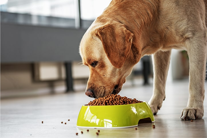 How to Choose Good Dog Food? Yinge Reminder: 5 Important Points to Pay Attention to