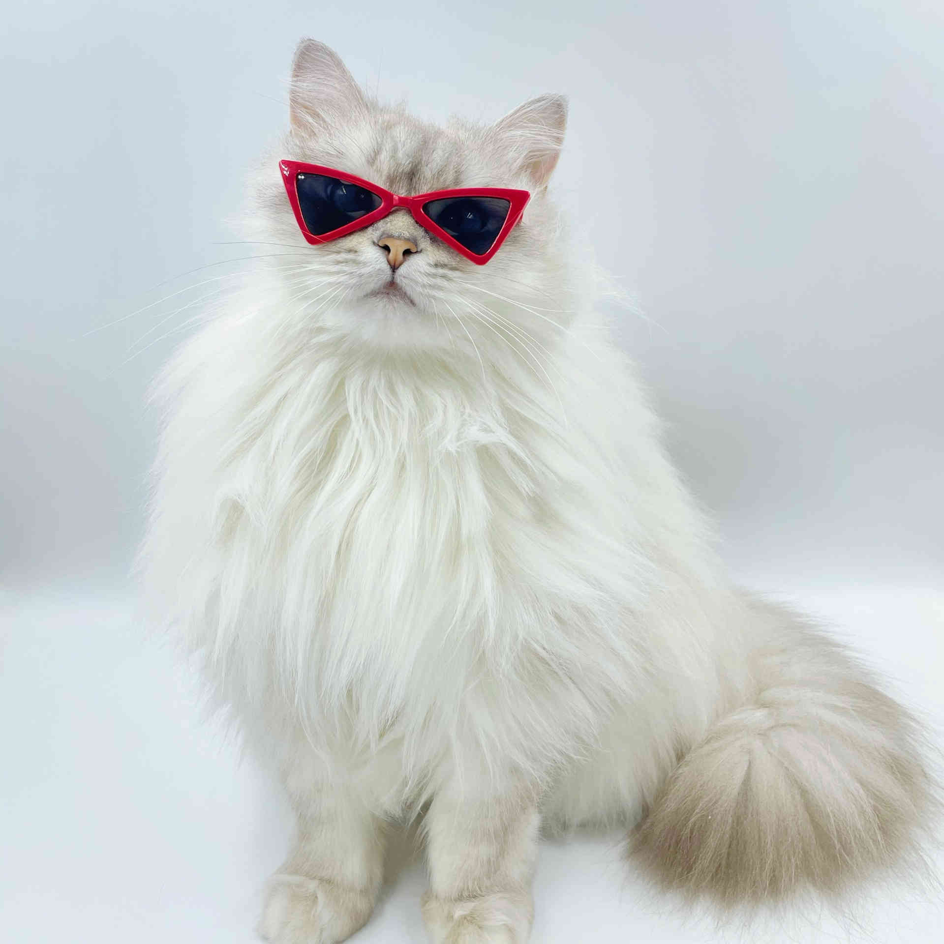 Pet sunglasses Cat glasses Favor trendy accessories